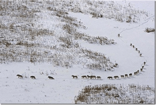 wolf-pack