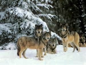 wolves