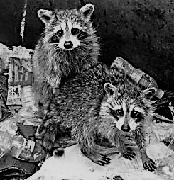 worlds-cutest-raccoons-22