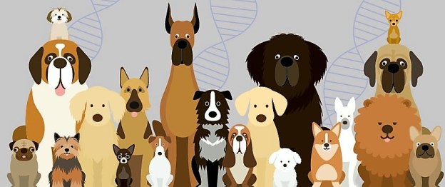 michigan-med-l-dog-dna-01